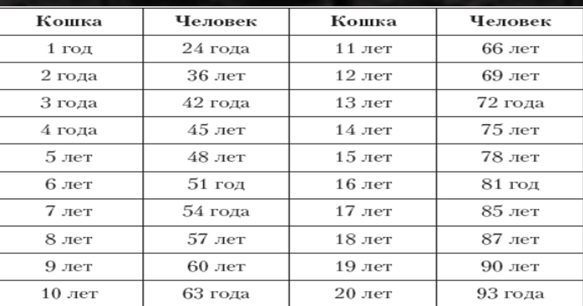 Как определить возраст кошки (+ таблица сравнения возраста кошки и человека) | звери дома