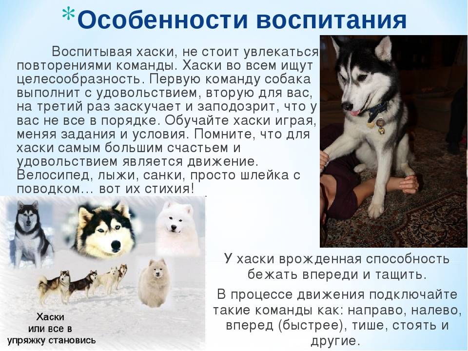 Уход и содержание хаски в домашних условиях