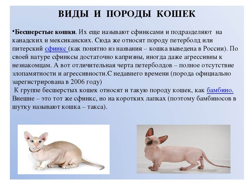 Бурмилла: описание и характер породы, особенности ухода, фото