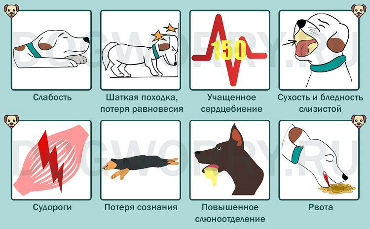 Собака кашляет как будто подавилась, пытается что то отрыгнуть: как лечить