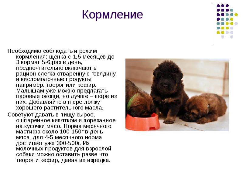 Как ухаживать за немецкой овчаркой