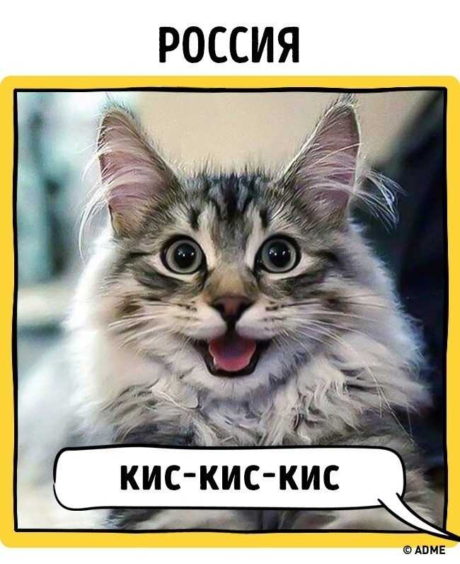 Как подзывают кошек в разных странах мира | как зовут