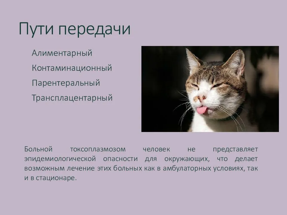 Токсоплазмоз – симптомы у человека, которые помогут выявить инфекцию
