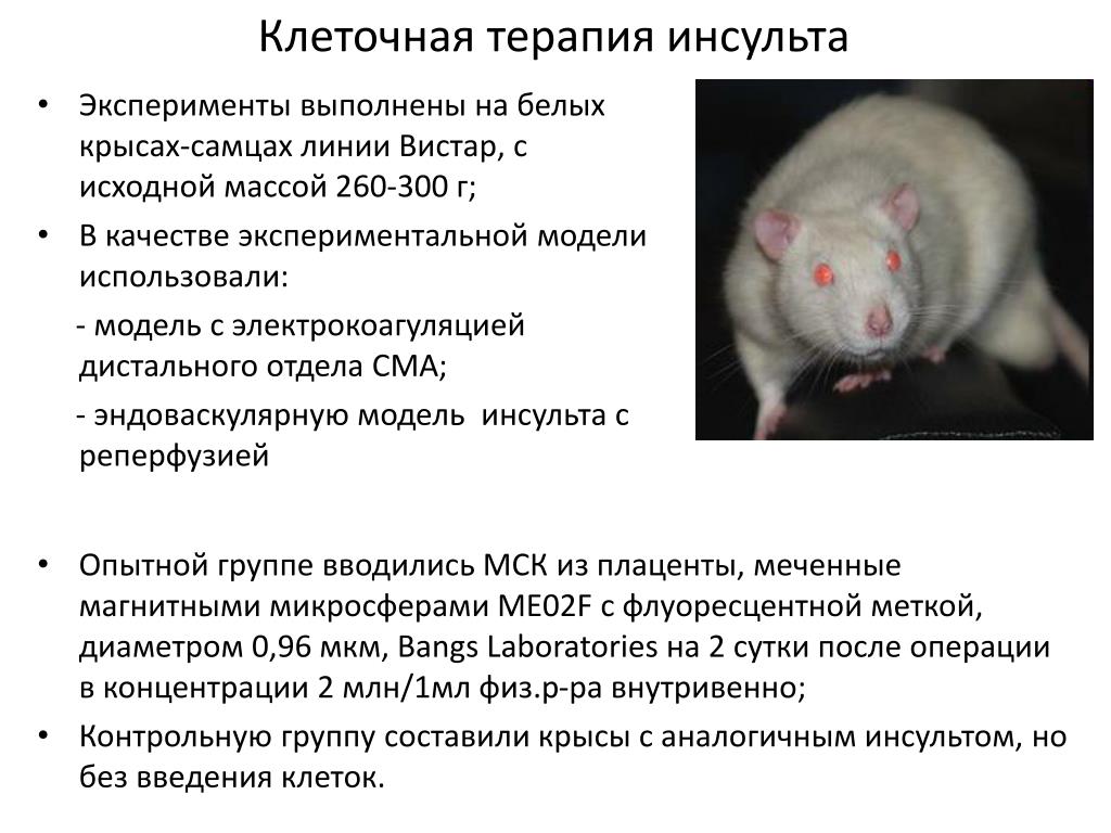 Опухоли у крыс: причины, симптомы, профилактика и лечение