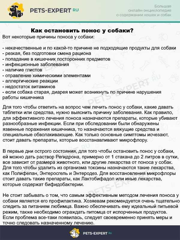 Понос у собаки: причины и симптомы, что дать собаке от поноса, лечение в домашних условиях и в ветклинике, причины и последствия поноса у щенков