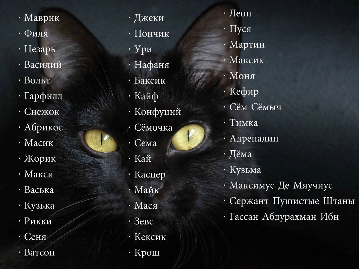 Клички для котов, смешные и забавные