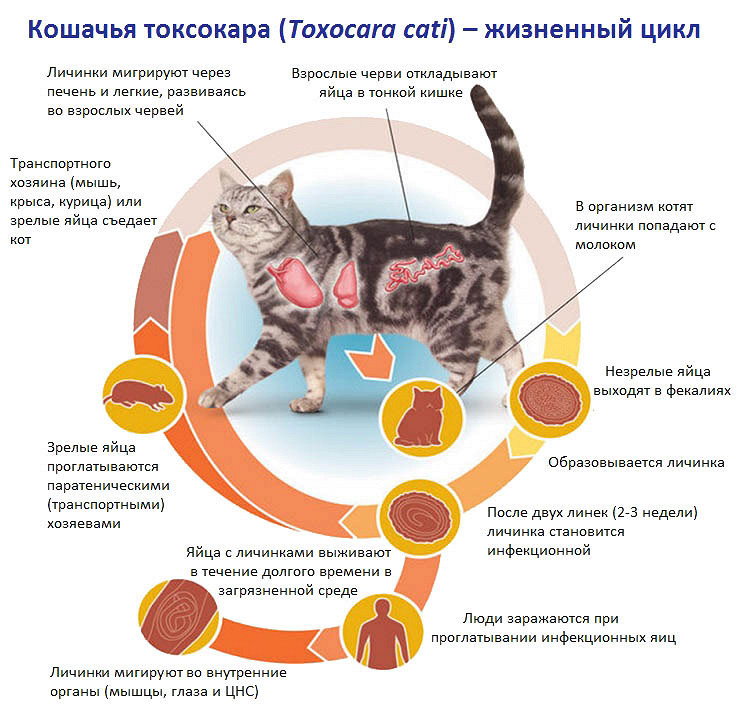 Можно ли давать таблетки от глистов беременной кошке, какие дозировки