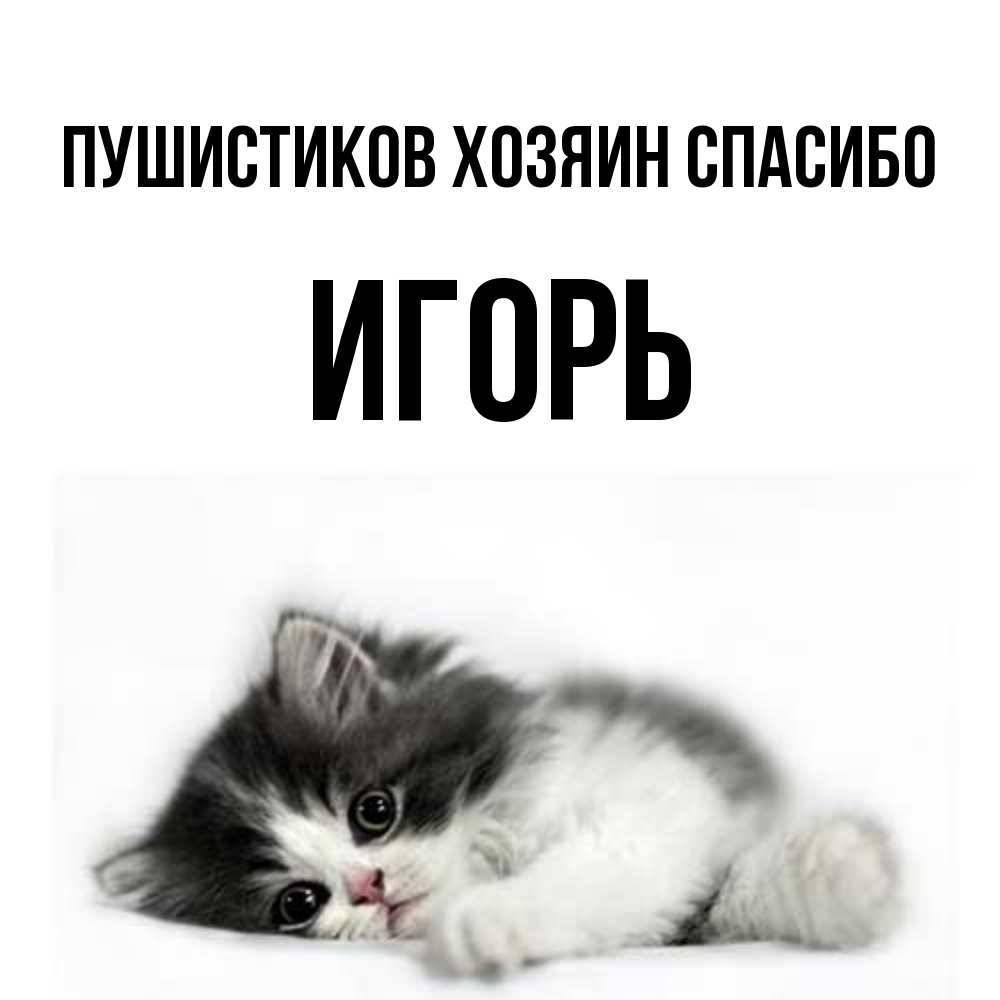 Как кошки благодарят хозяев: 7 способов кошачьего «спасибо»