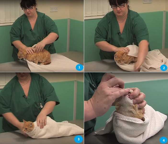 Кастрация кота - что нужно знать перед операцией