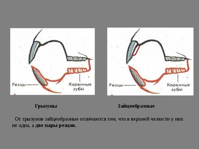 Зубы крысы — особенности, строение и интересные факты