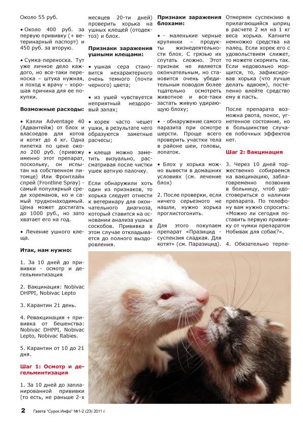 Чем кормить хорька в домашних условиях: схемы, частота, рецепты и последствия неправильного питания