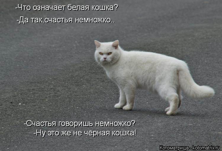 Черная кошка: приметы и суеверия. если черная кошка в доме, перебежала дорогу, приблудилась — к чему это? народные приметы про черную кошку
