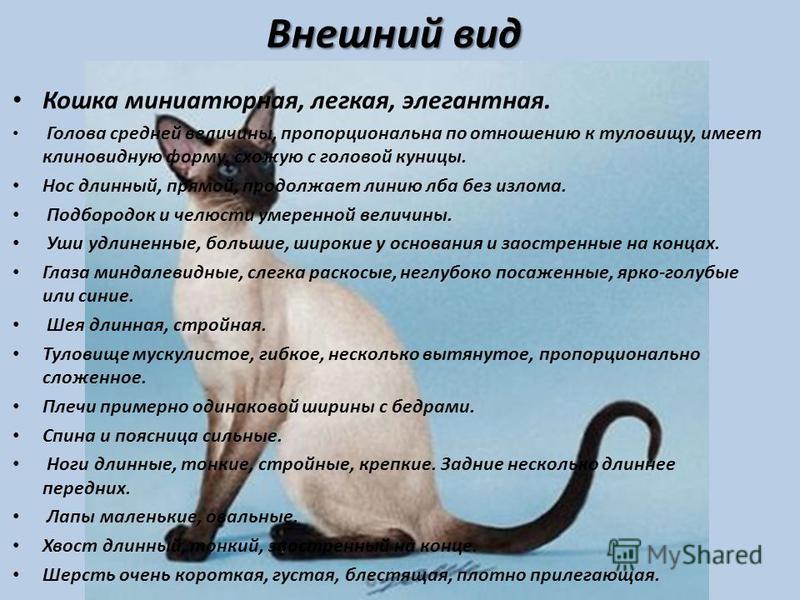 Косоглазый кот: подробный обзор пород с описанием | meduza4u