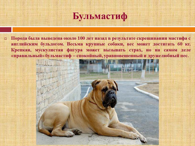 Порода собак английский мастиф — описание внешнего вида и характера