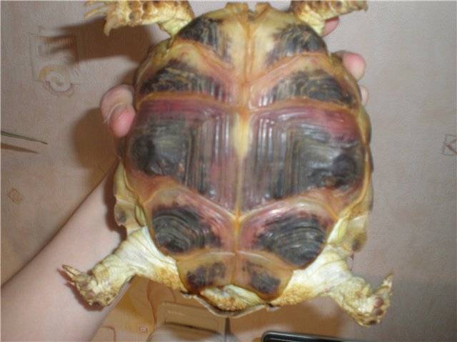 У черепахи мягкий панцирь