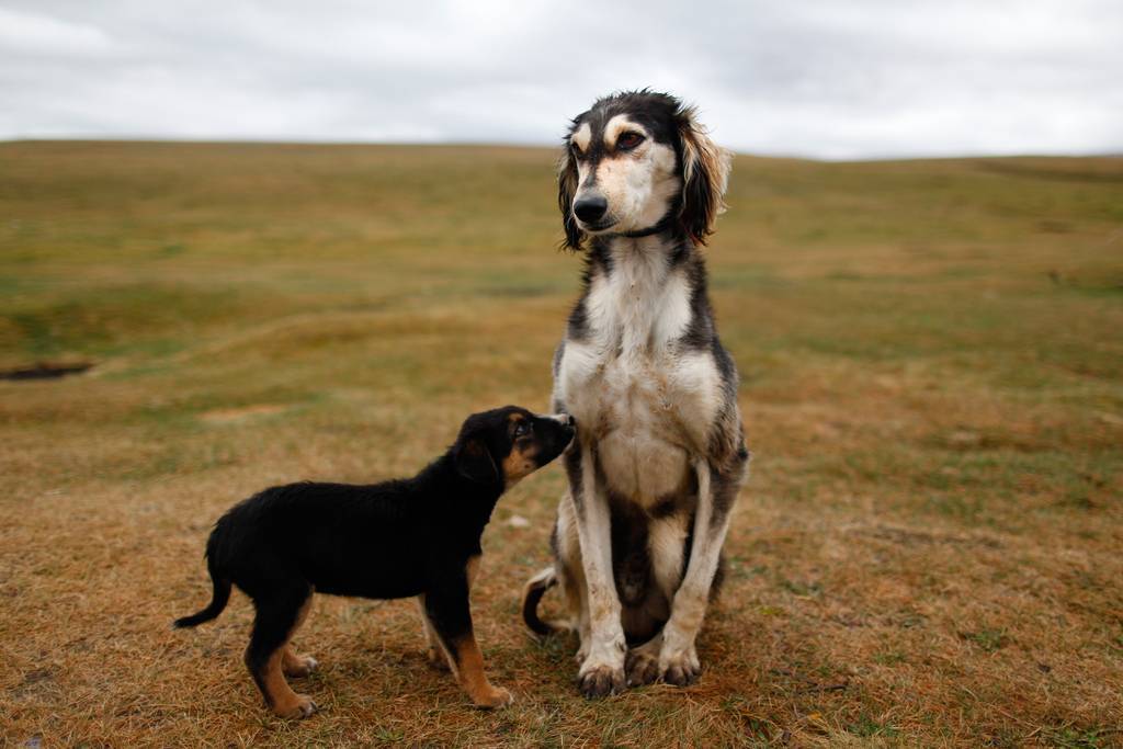 Все о породе собак тайган — сайт эксперта по животным — howmeow