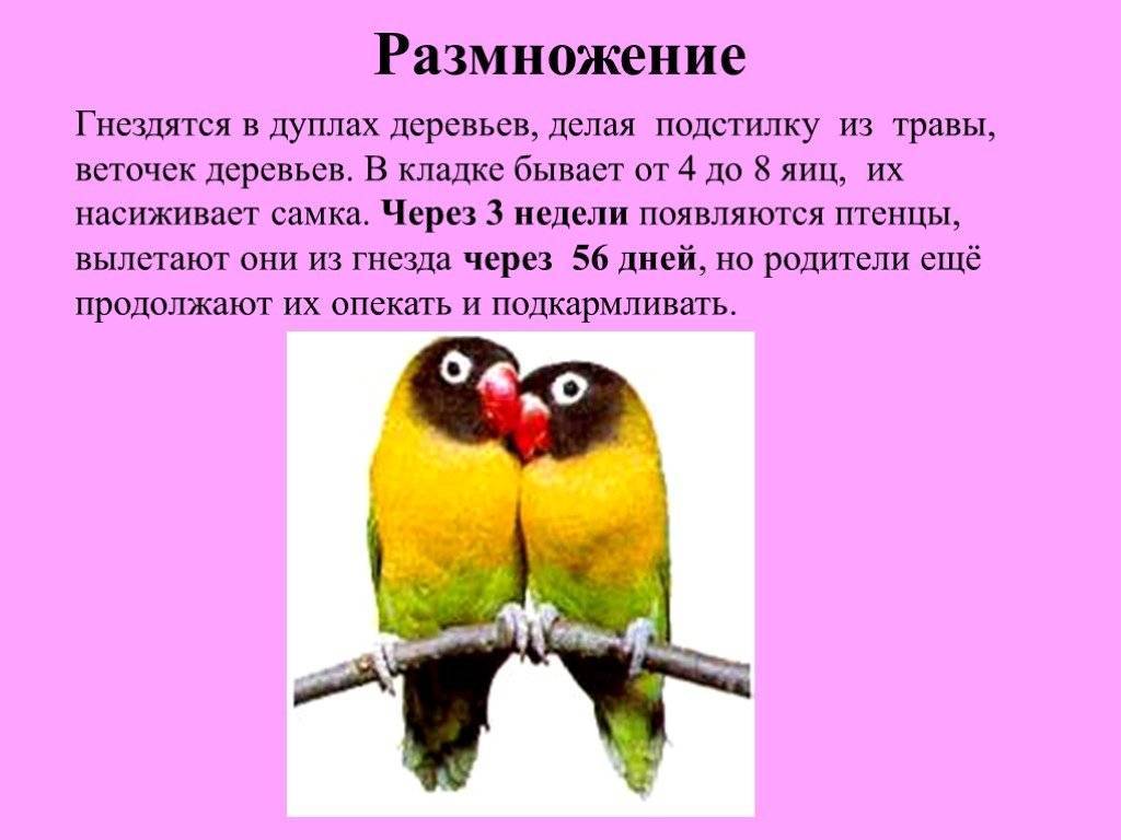 Птенцы неразлучников: как выглядят и растут, чем кормить и как ухаживать