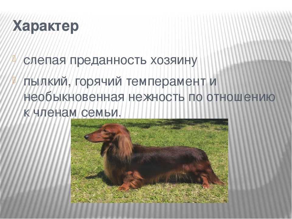 Такса собака: описание породы: полная характеристика и фото видео;