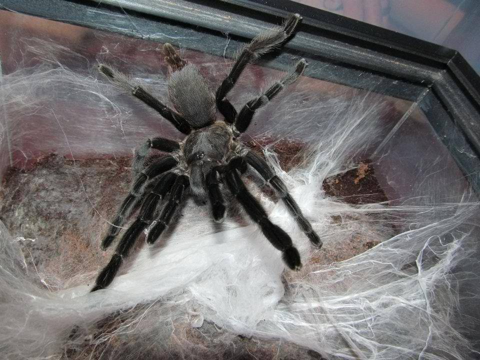 Содержание паука птицееда: как определить его пол, уход и кормление, сколько живут пауки в домашних условиях?