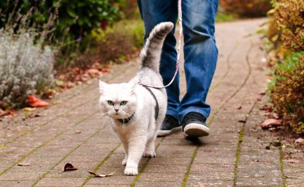 Прогулка с кошкой: что нужно знать?