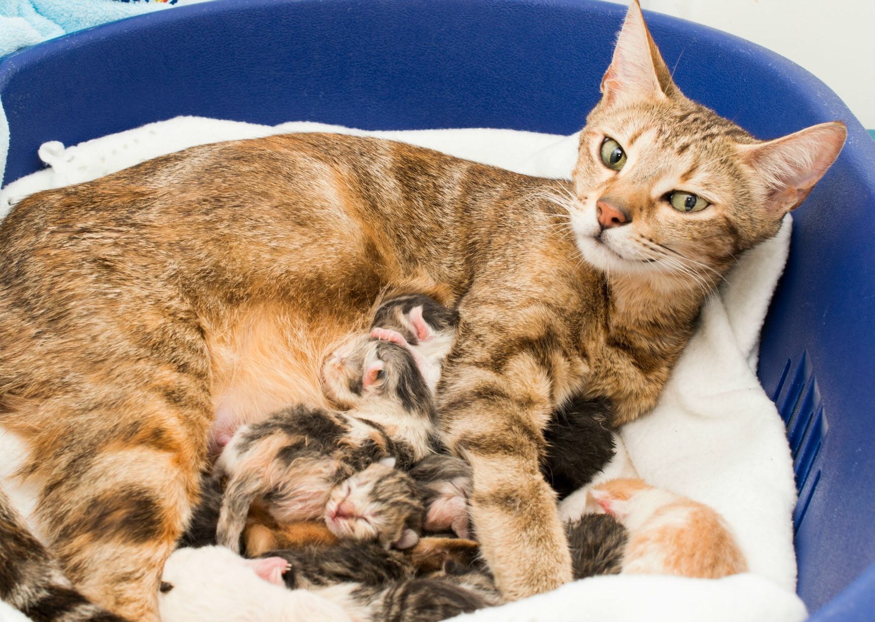 Как рожают кошки: как понять, что процесс начался, как помочь питомцу и принять роды в домашних условиях