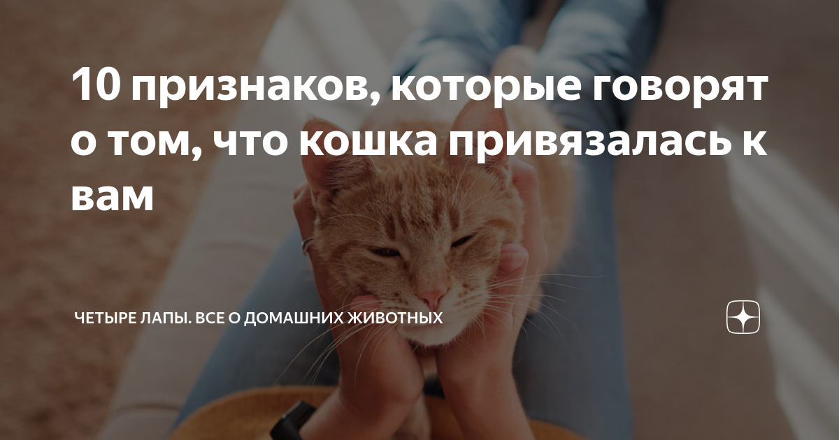 Признаки проявления кошачьей любви к человеку