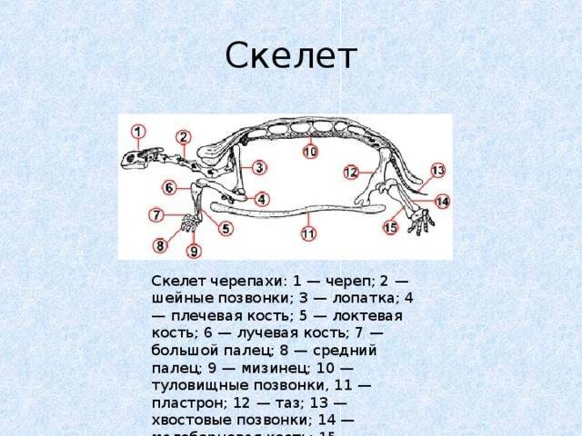 Строение скелета черепахи, особенности позвоночника и черепа