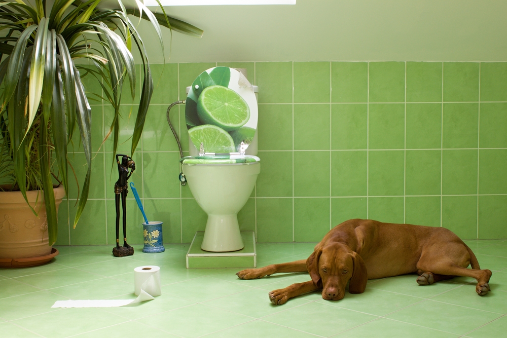 Запор у собаки: что делать в домашних условиях, как помочь питомцу?