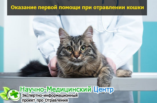 Отравление у кошек: симптомы и лечение в домашних условиях