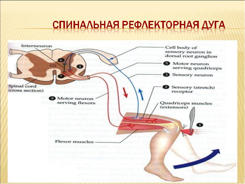 Котенок или взрослый кот чихает и кашляет: причины, диагностика и лечение в домашних условиях
