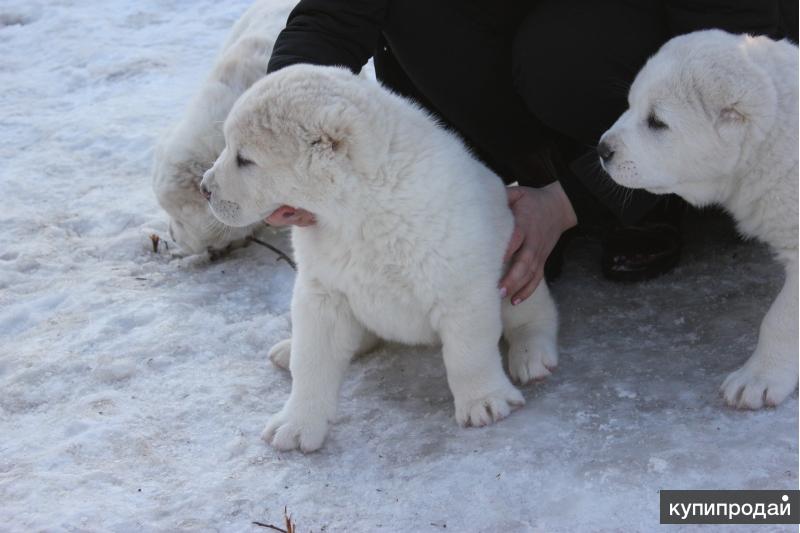 Тобет (казахский волкодав): описание породы собак с фото и видео