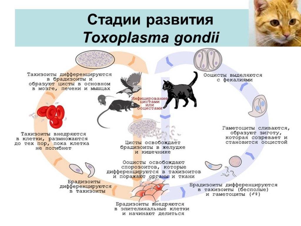 Может ли человек заразиться глистами от кошки - опасность передачи