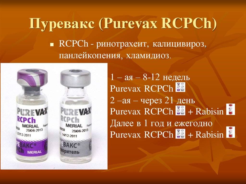 Novavax – новейшая вакцина против covid-19 — что о ней известно?