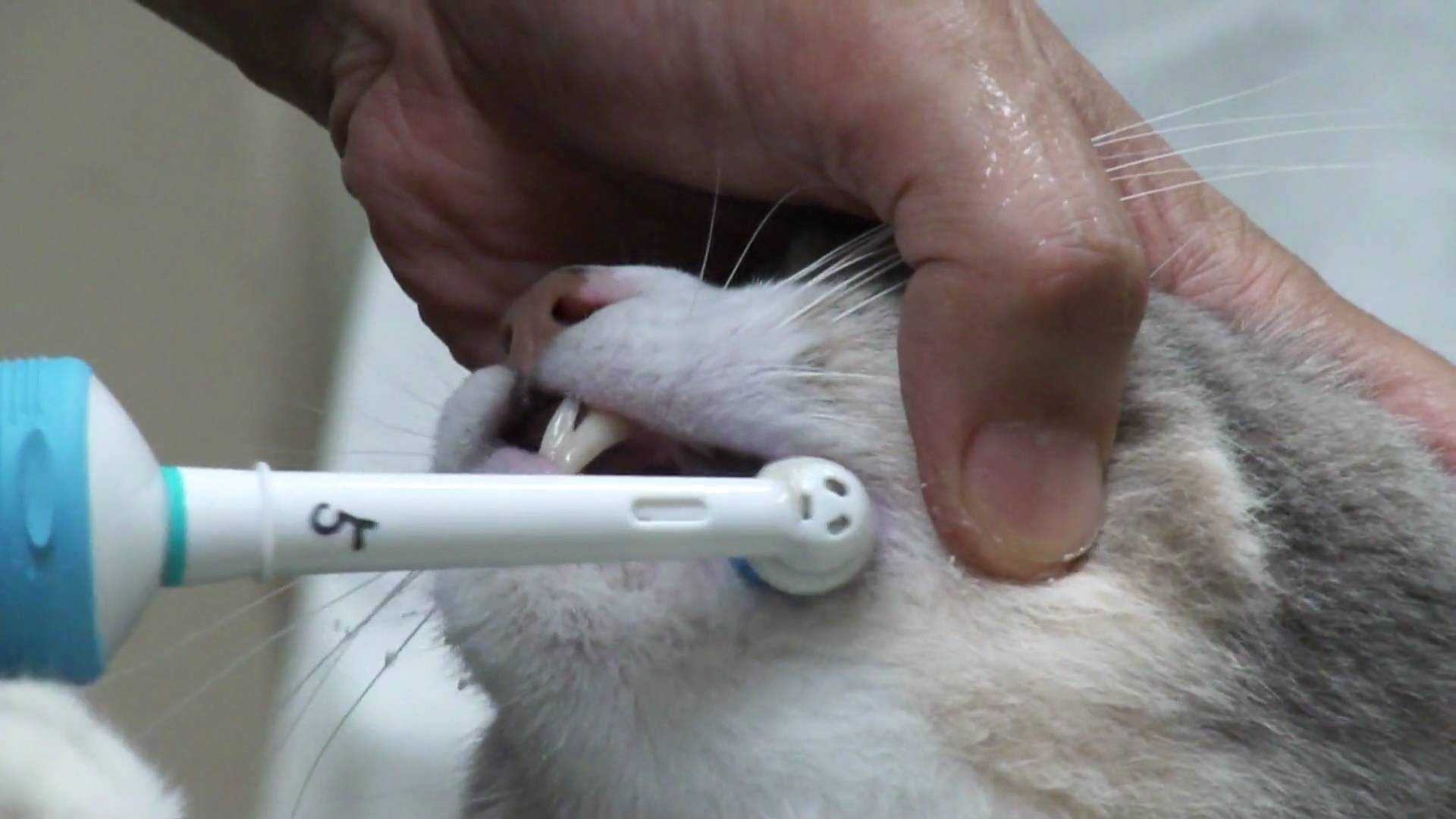 Как и зачем чистить зубы кошкам?