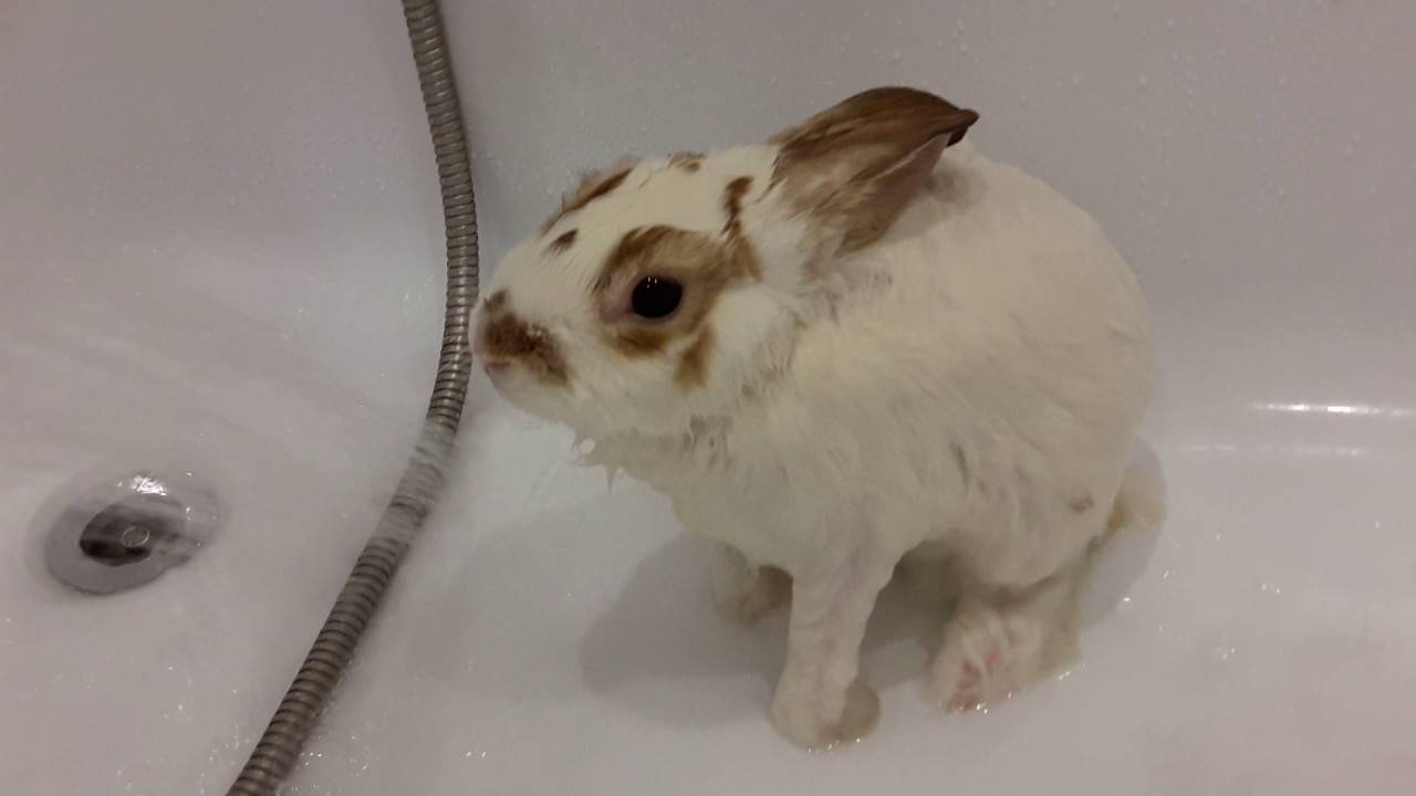 Можно ли купать кролика: проблемы и особенности процедуры. фото.