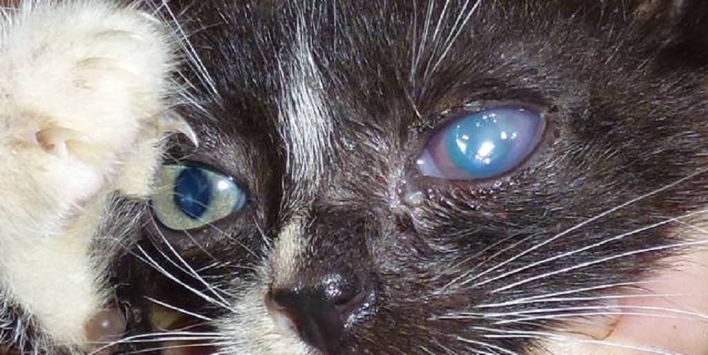 Бельмо на глазу у кошки: причины появления, как лечить в домашних условиях