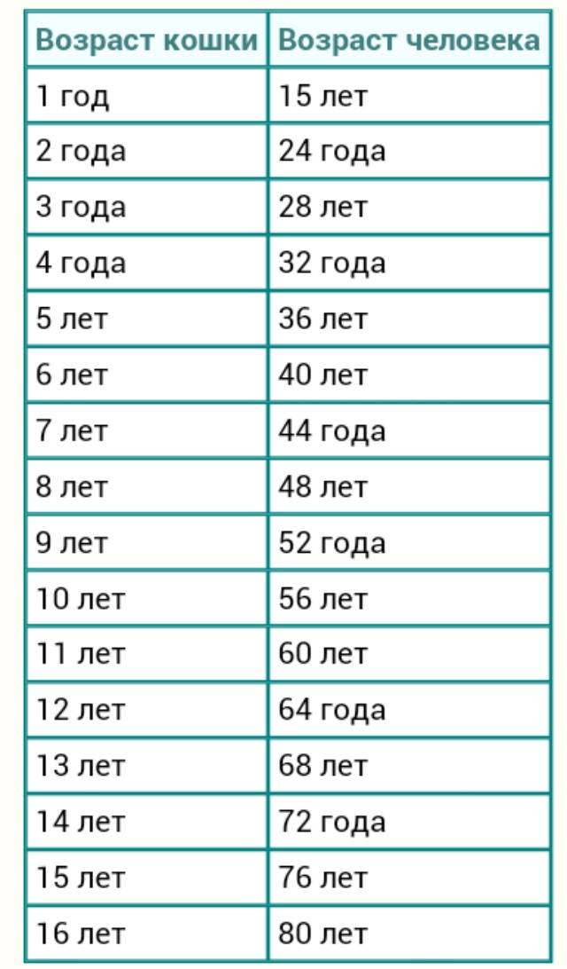 Возраст кошки по человеческим меркам: как определить, таблица