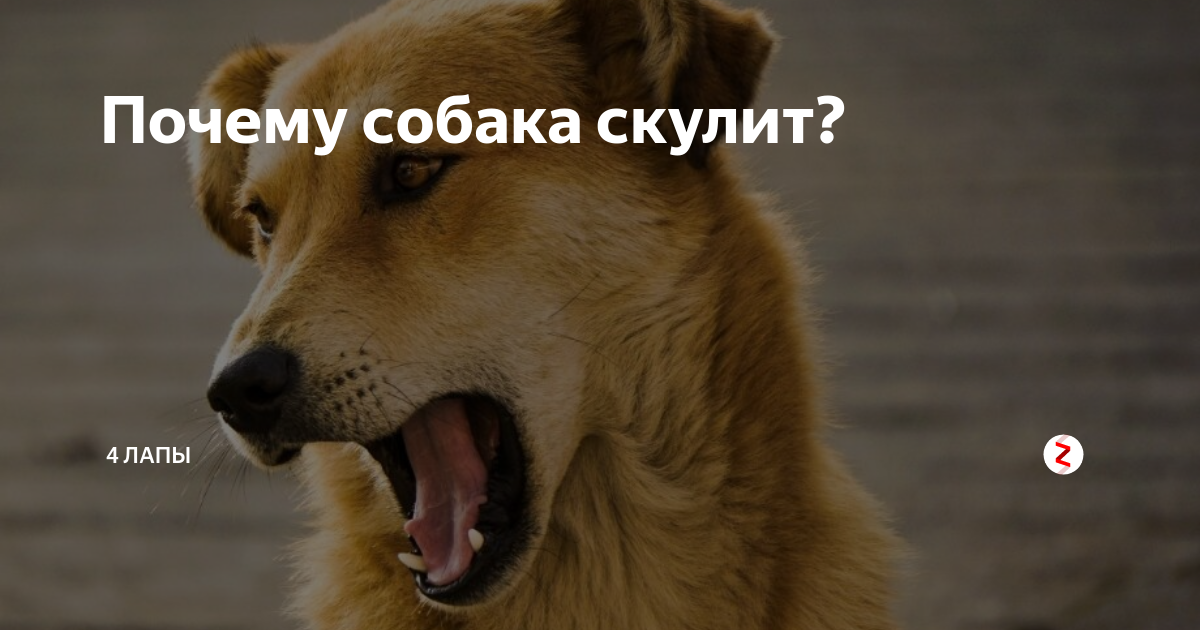 Почему собака ест траву