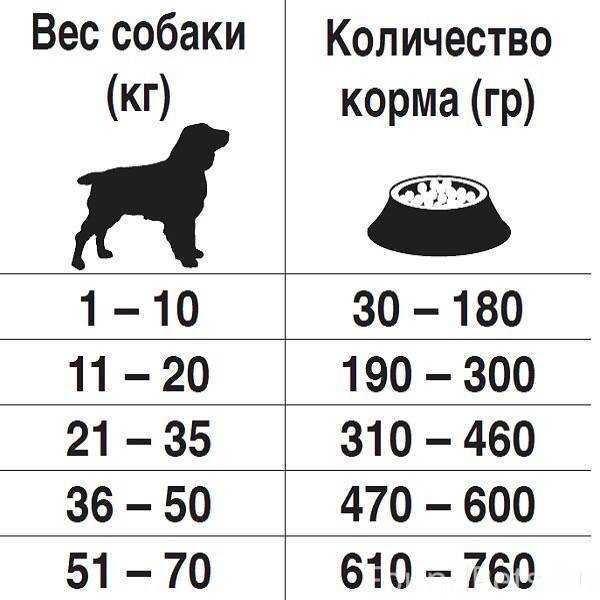 Выбор способа кормления собаки: ежедневый рацион, полезные, вредные продукты