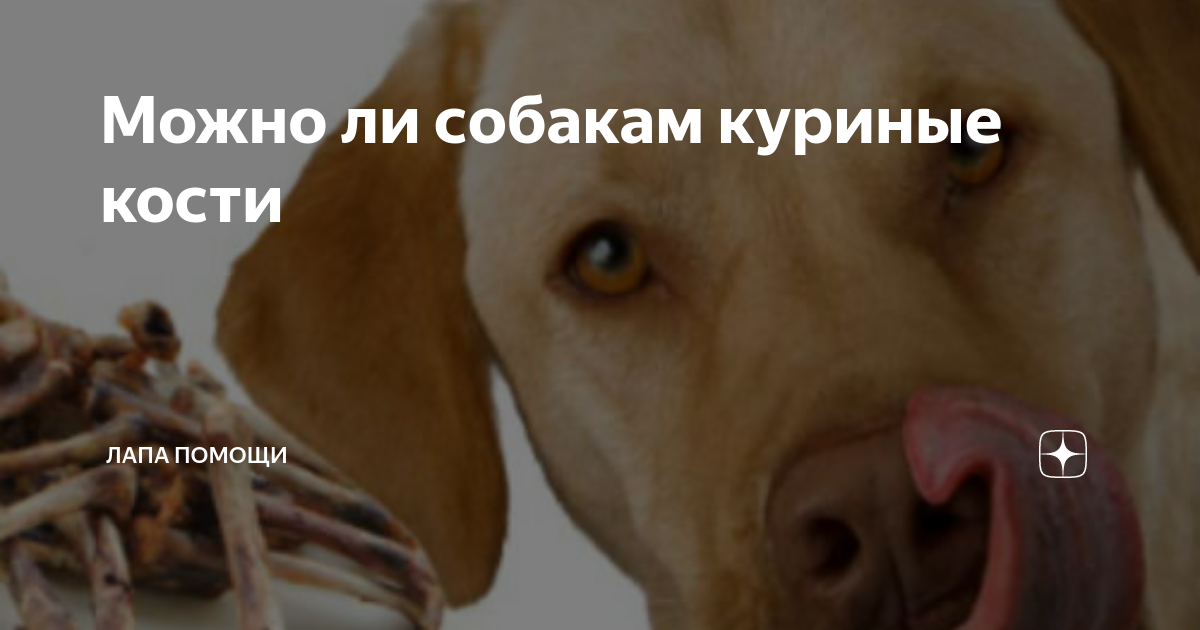 Почему собакам нельзя давать куриные кости: причины и возможные последствия