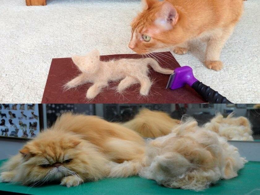 Если кошка сильно линяет