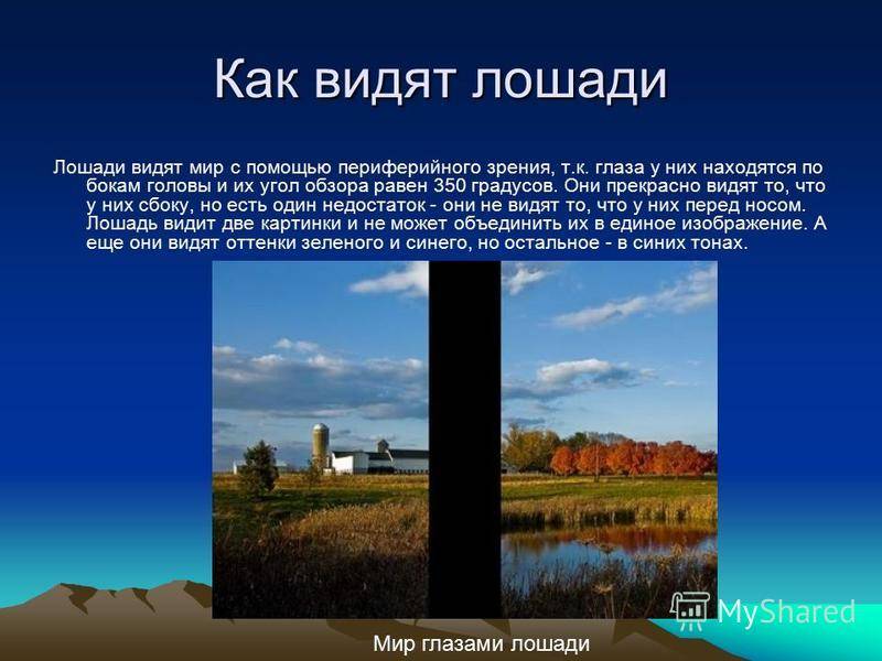 Зрение собаки: как собаки видят в темноте, какие цвета распознают, как проверить зрение - dogtricks.ru