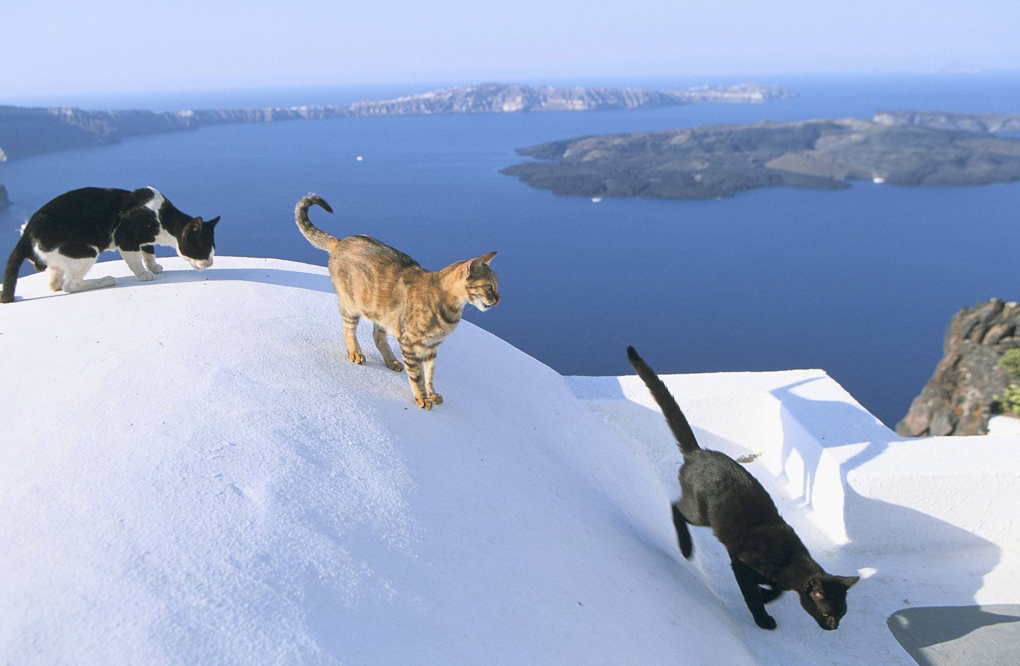 Приют для кошек на потрясающем греческом острове: работа смотрителя мечты  -  история  2023