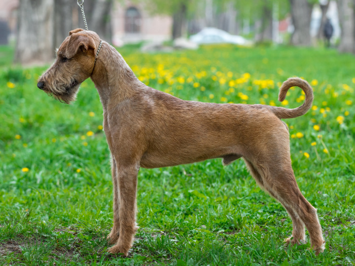 Характеристика пшеничных терьеров: внешность ирландских мягкошерстных собак