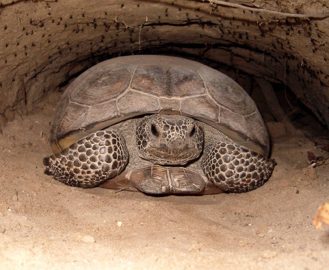 Спячка сухопутной черепахи. Среднеазиатская черепаха. Среднеазиатская красноухая черепаха. Яйца среднеазиатской черепахи.