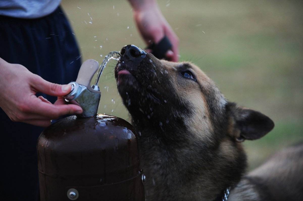 Собака пьет много воды и мочится: причины и лечение
