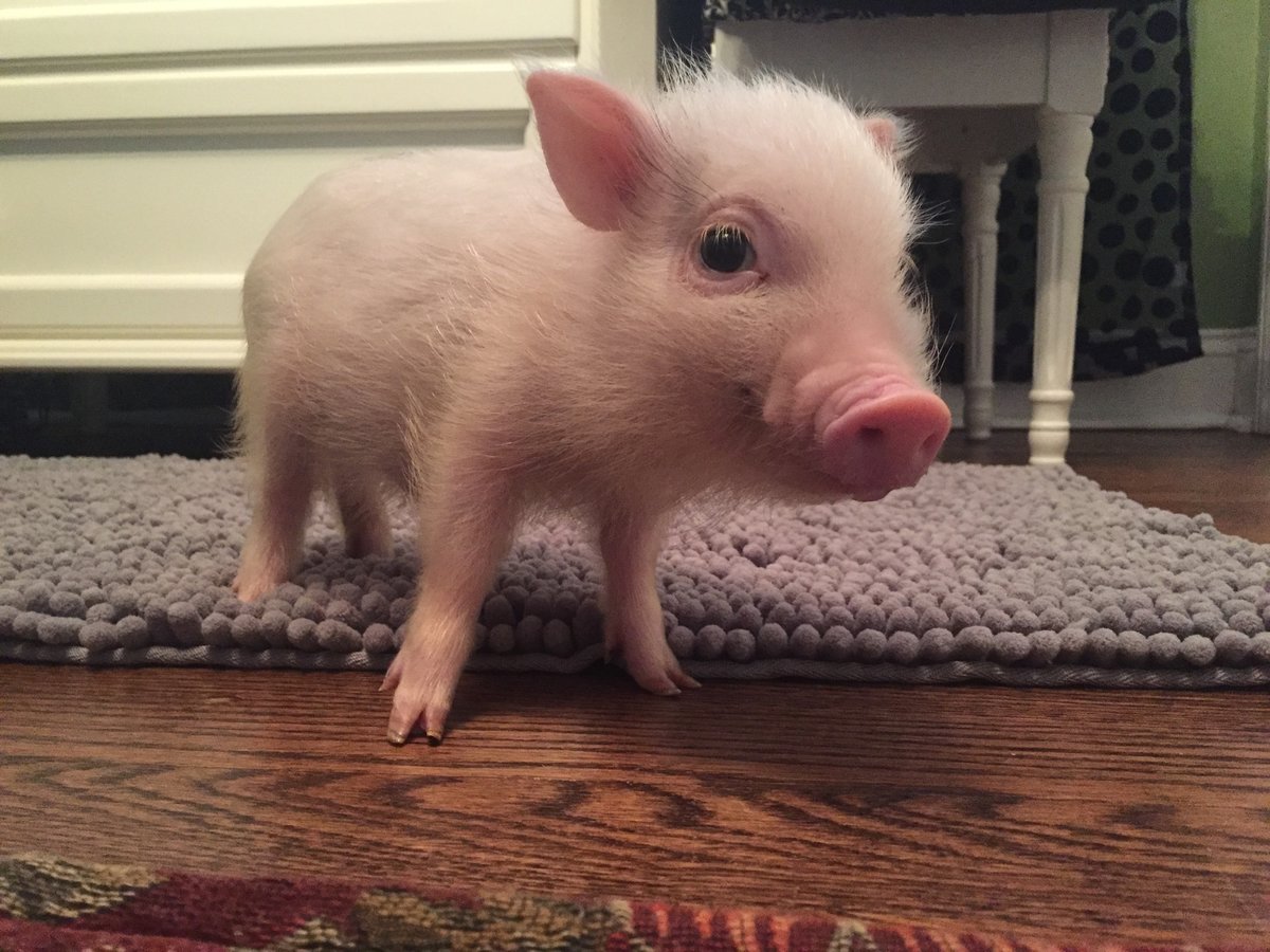 Маленькие поросята: декоративная или карликовая домашняя свинка
