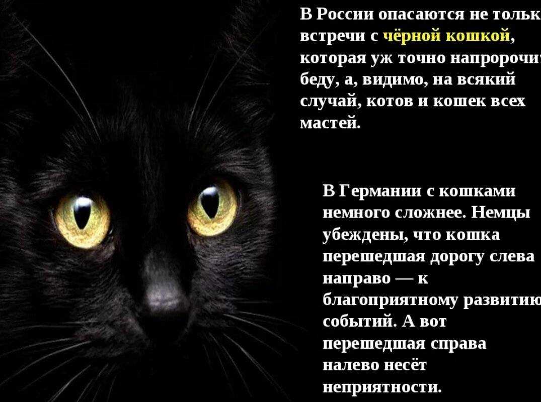 Что приносит серый кот в дом – приметы и суеверия