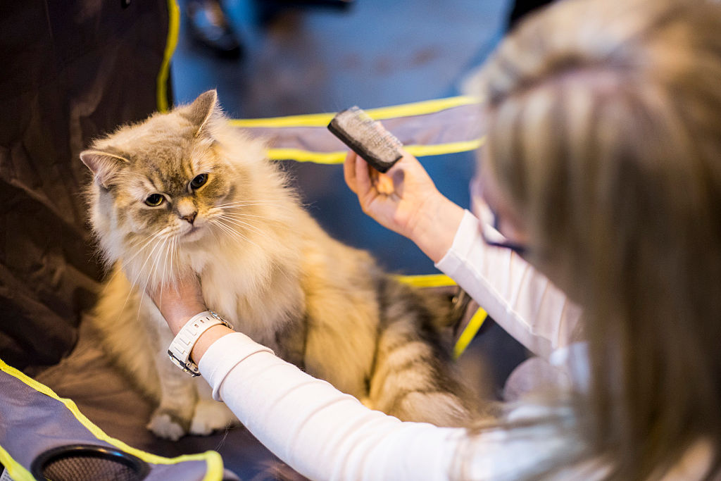 Наука изучающая кошек. специалист по домашним кошкам: как называется и чем занимается
