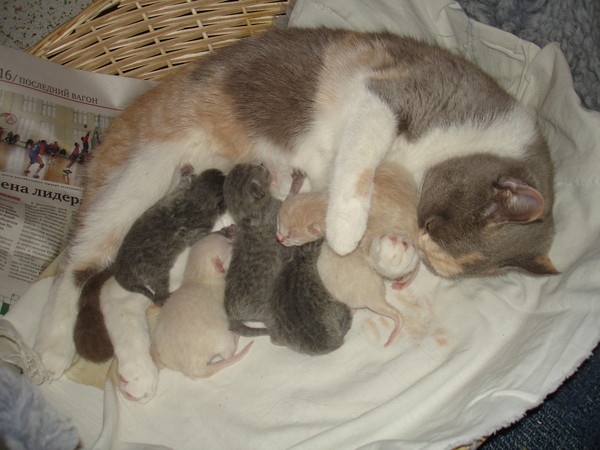 Сколько котят может родить кошка: нормальные показатели и отклонения, насколько большое потомство у животного обычно первый раз